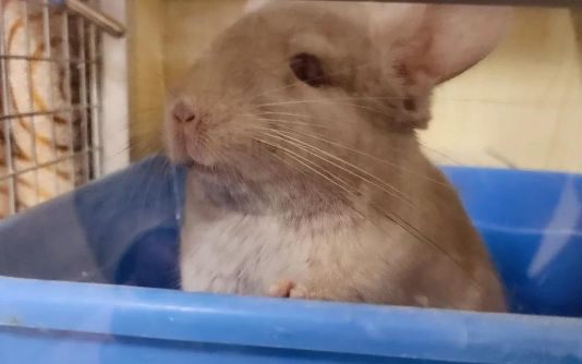 龙猫价格一般多少？各地的龙猫价格行情差距大