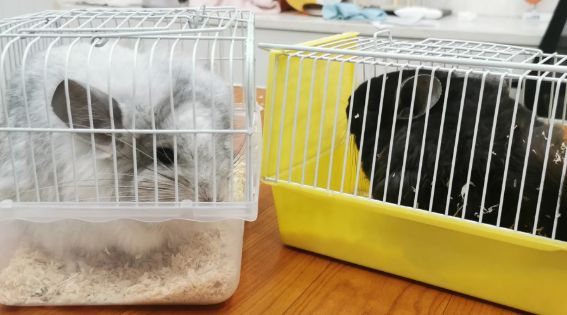 龙猫价格一般多少？各地的龙猫价格行情差距大