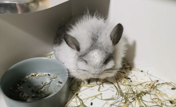 小龙猫多少钱一只？标准灰是最常见颜色