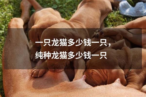 一只龙猫多少钱一只，纯种龙猫多少钱一只