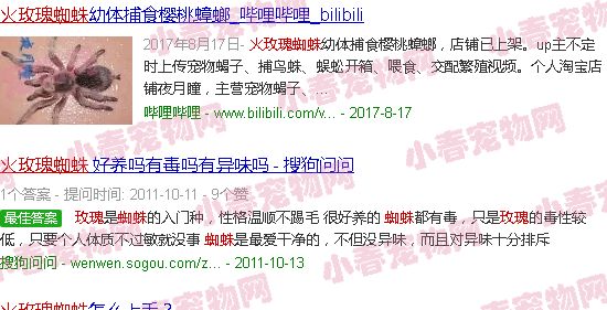 热带蜘蛛火玫瑰