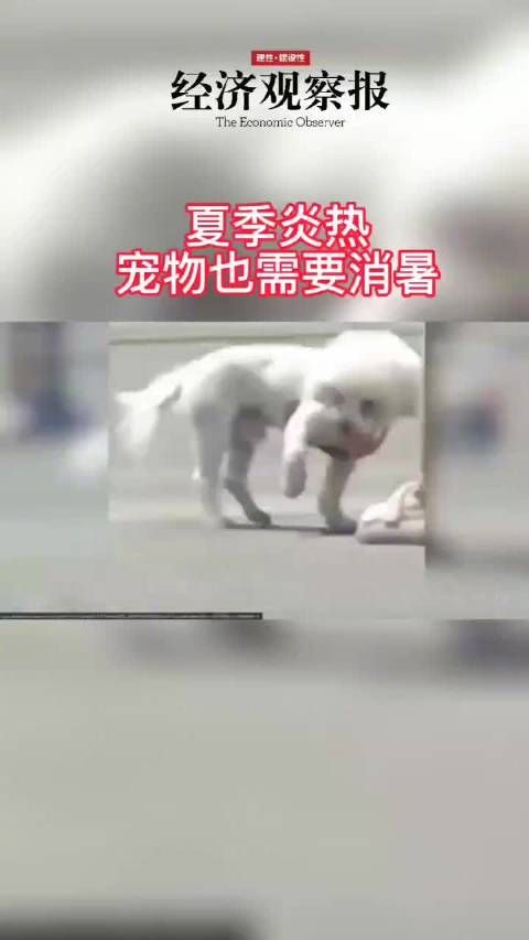 高温天该如何给宠物消暑
