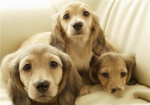 腊肠犬