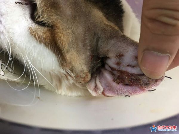 猫耳血肿