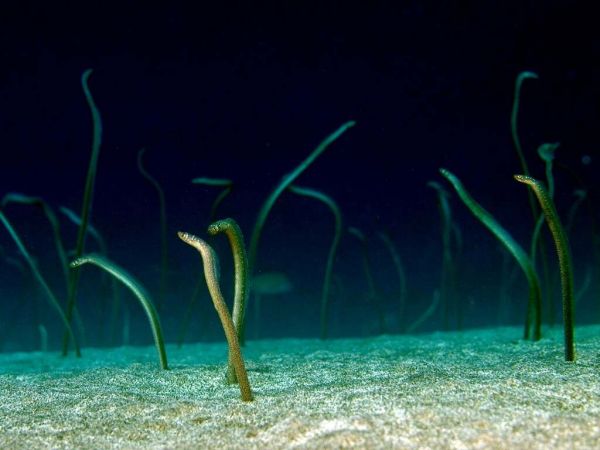 Eels - Thought to have a life span of over 150 years