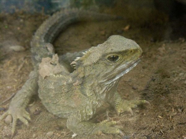 Tuataras - life span of 100 - 200 years and more