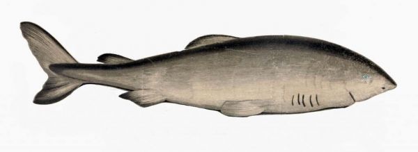 Greenland Sharks