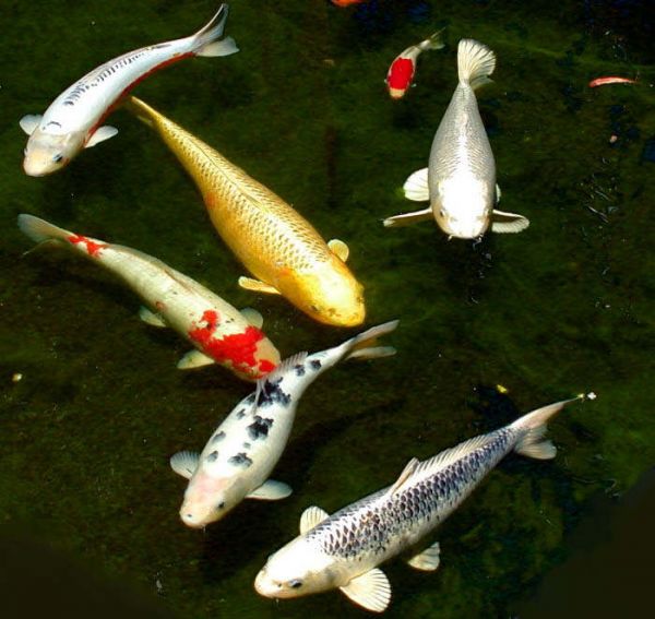 10 Longest Life Span Animals: Koi fish