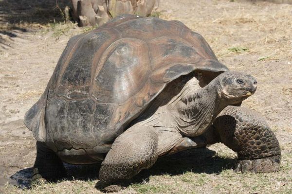 Galápagos giant tortoise