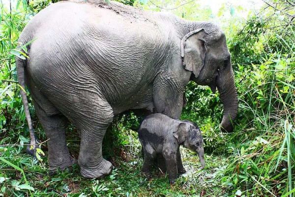 10 Longest Life Span Animals: Asian Elephants