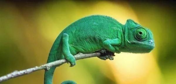 世界上寿命最短的10种动物，最短的只有5分钟寿命？