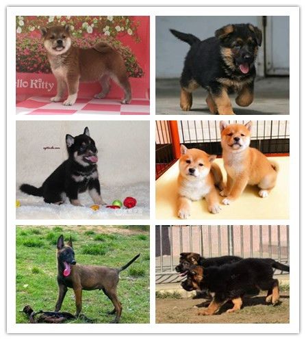 北京密云场地址/正规犬舍