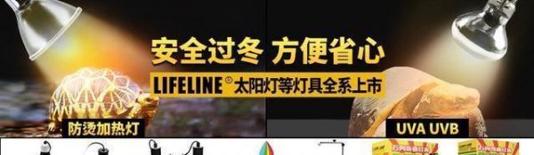 城会玩，老鼠也能当宠物？
