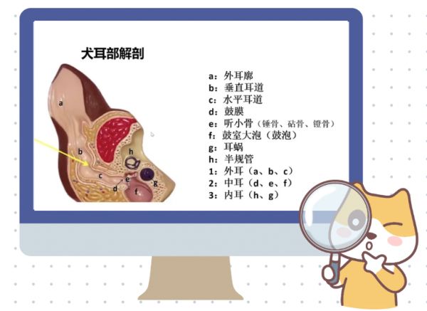 狗狗的耳道结构
