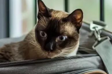 高铁可以带猫吗，我来告诉你~