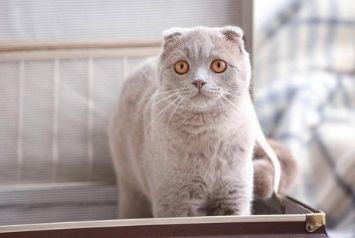 高铁可以带猫吗，我来告诉你~