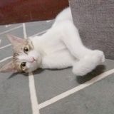 人渣