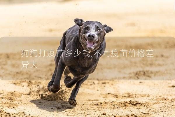 狗狗打疫苗多少钱,不同疫苗价格差异大