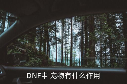 DNF中 宠物有什么作用