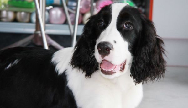 史宾格犬一般多少钱一只？贵不贵？