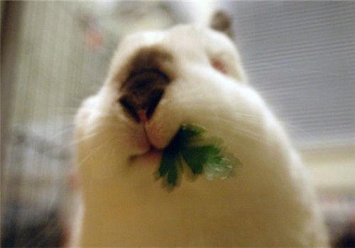 四种不能单独喂给兔子的食物