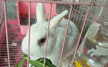 兔兔饲养攻略：兔子能吃豆角吗？