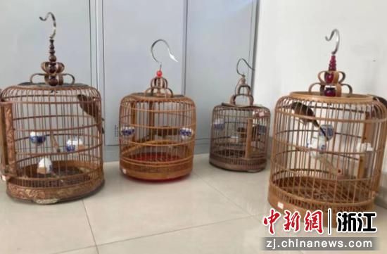 被困在笼中的画眉鸟。 洪艳 供图