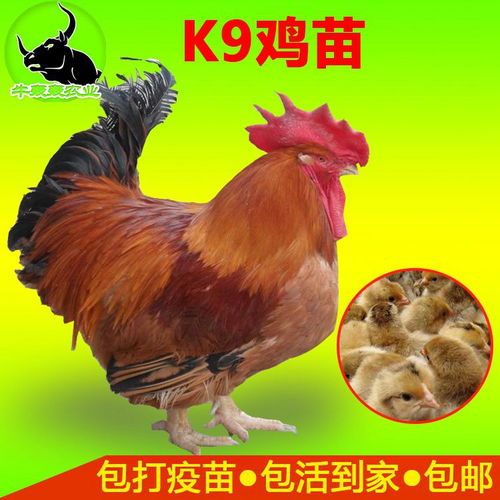 【黄雀鸟】一一国内市场价格养殖技巧营养价值全解析