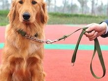 较好的宠物训练学校 宠物培训基地找政嘉训犬-天津宠物培训中心