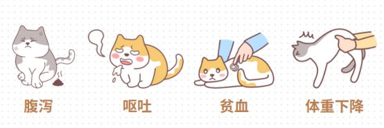 猫咪体内驱虫时间