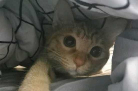 活猫不能快递