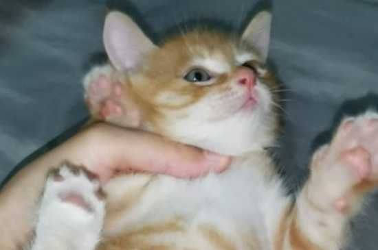 活猫不能快递