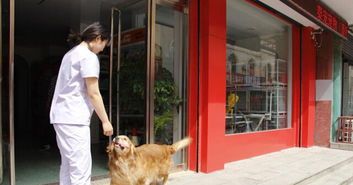 威海宠物市场：宠物爱好者必看？威海市最受欢迎的宠物店排行榜