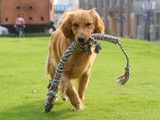 宠物狗狗行为训练-深圳宠物训练中心