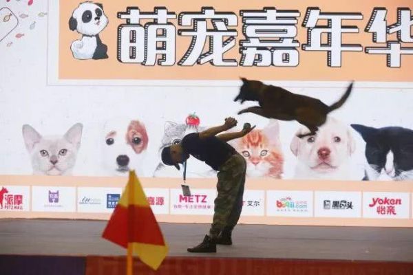 第七届成都宠博会火热进行时，未来两天精彩继续！