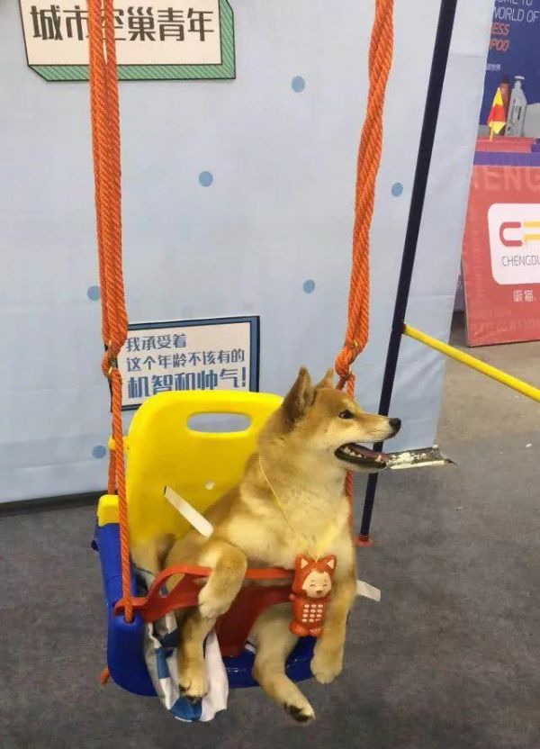 第七届成都宠博会火热进行时，未来两天精彩继续！