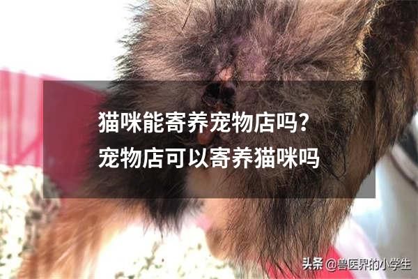 猫咪能寄养宠物店吗？宠物店可以寄养猫咪吗