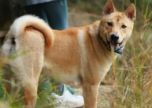 中华田园犬吃什么食物？喂养须知~
