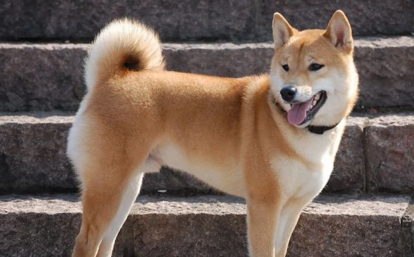 中华田园犬吃什么食物？喂养须知~