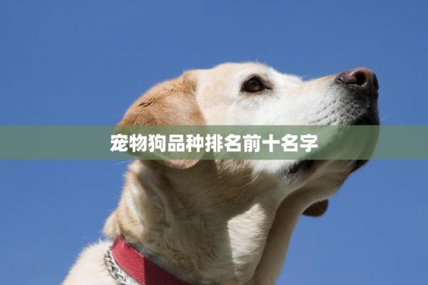 宠物狗品种排名前十名字(你知道吗) 第3张