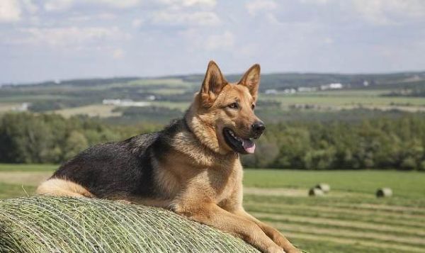 世界最受欢迎的犬种有哪些？狗狗受欢迎排名榜：十大最受欢迎犬种