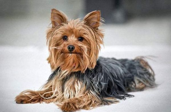 世界最受欢迎的犬种有哪些？狗狗受欢迎排名榜：十大最受欢迎犬种