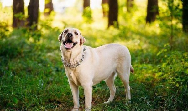 世界最受欢迎的犬种有哪些？狗狗受欢迎排名榜：十大最受欢迎犬种