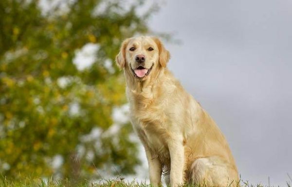 世界最受欢迎的犬种有哪些？狗狗受欢迎排名榜：十大最受欢迎犬种