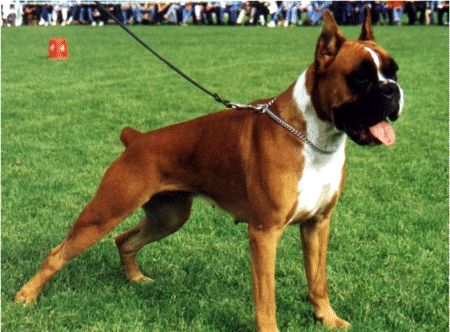 世界最受欢迎的犬种有哪些？狗狗受欢迎排名榜：十大最受欢迎犬种
