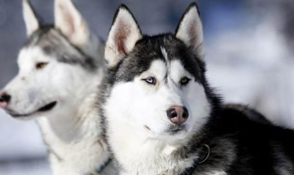 世界最受欢迎的犬种有哪些？狗狗受欢迎排名榜：十大最受欢迎犬种
