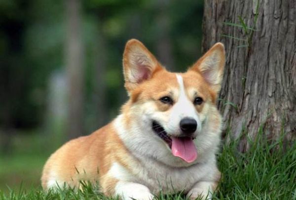 世界最受欢迎的犬种有哪些？狗狗受欢迎排名榜：十大最受欢迎犬种