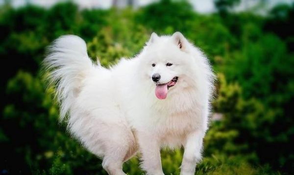 世界最受欢迎的犬种有哪些？狗狗受欢迎排名榜：十大最受欢迎犬种