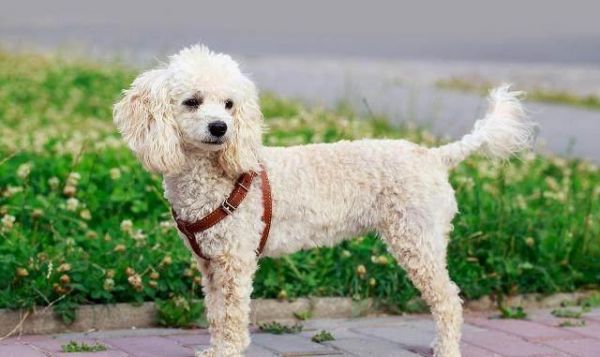世界最受欢迎的犬种有哪些？狗狗受欢迎排名榜：十大最受欢迎犬种