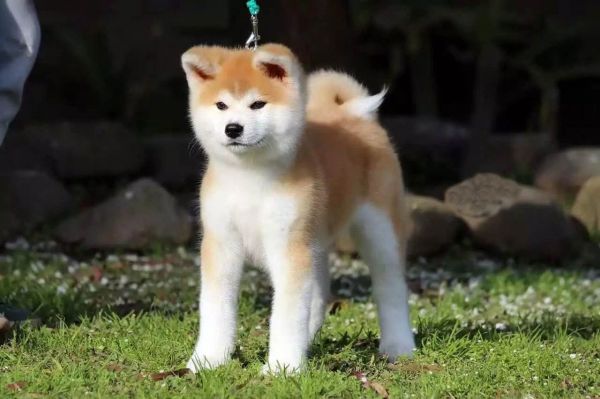 世界十大名犬